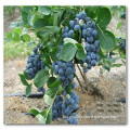 Organic Heirloom Blueberry Blueberries Blue Berry Seeds Lowbush Edible Fruits Seeds For Growing